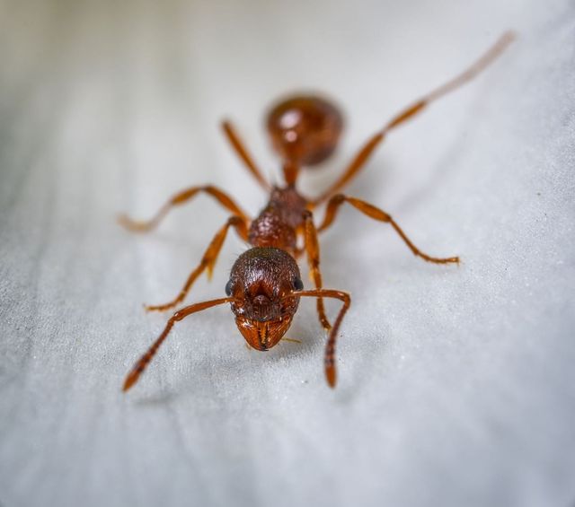Close-up of an ant on a leaf