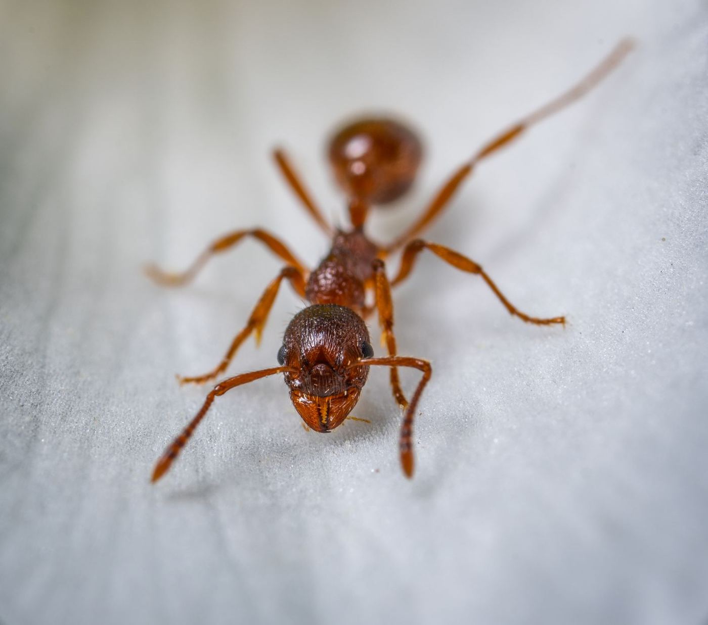 Close-up of an ant on a leaf