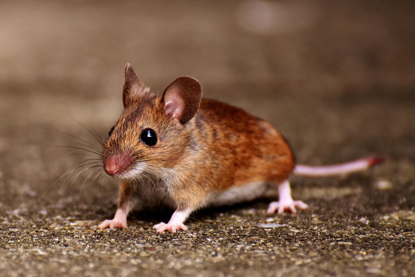 House mouse on a concrete floor