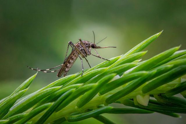 Southern saltmarsh mosquito on a plant stem