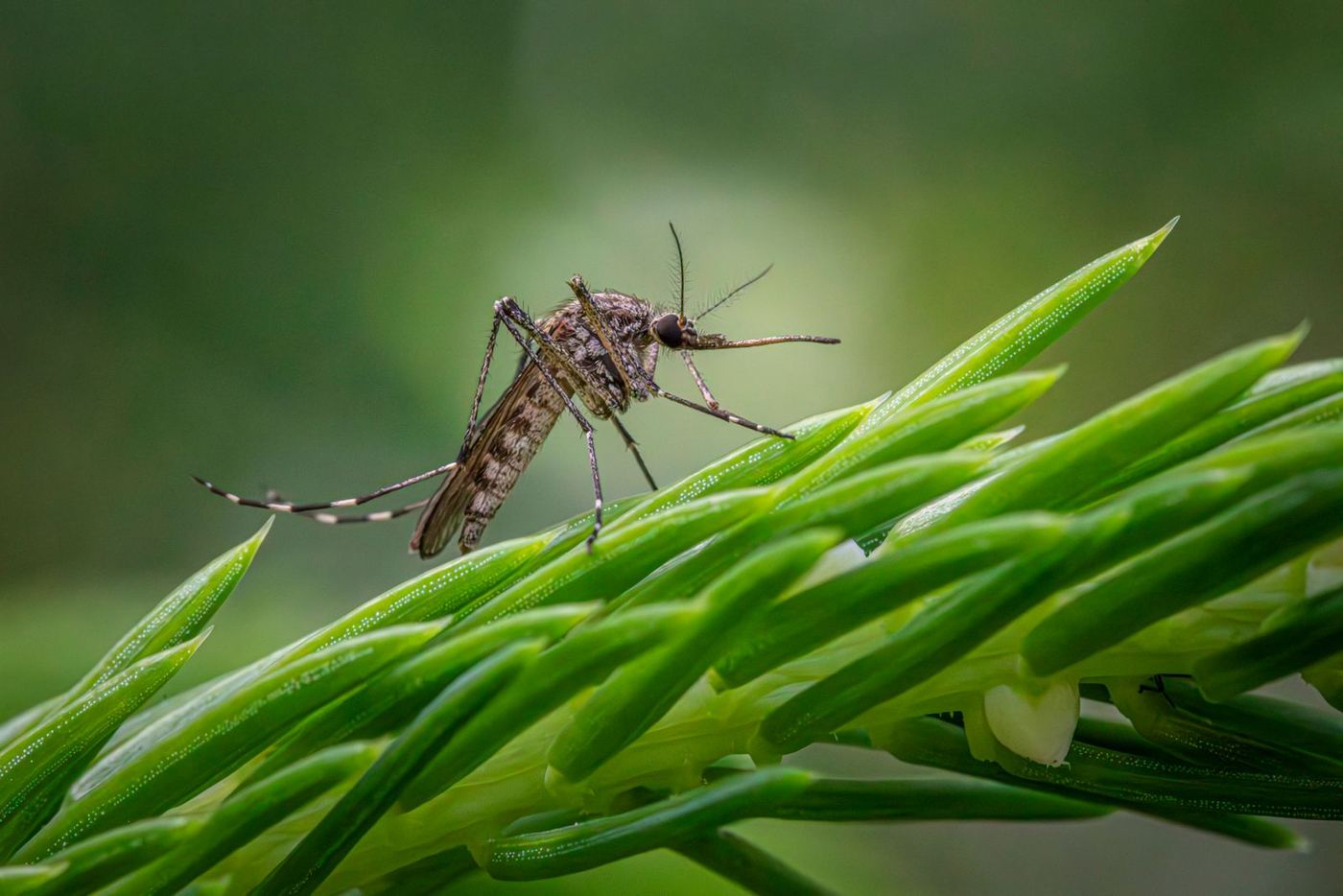 Southern saltmarsh mosquito on a plant stem