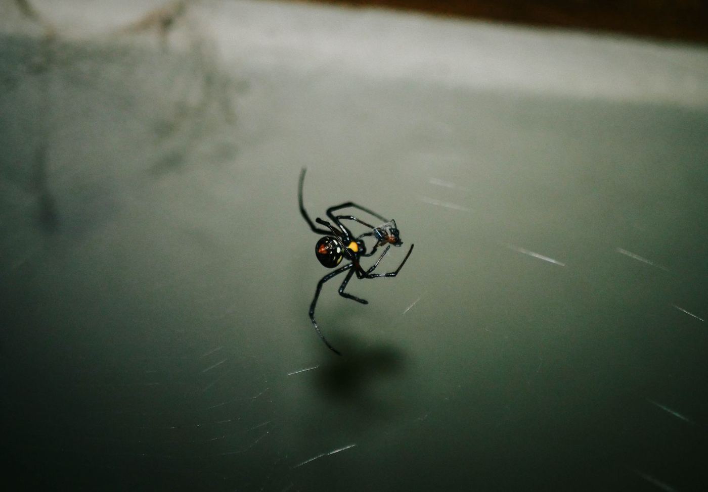 Black widow spider in its web