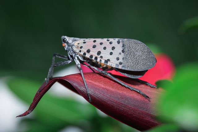 Spotted lanternfly on a leaf