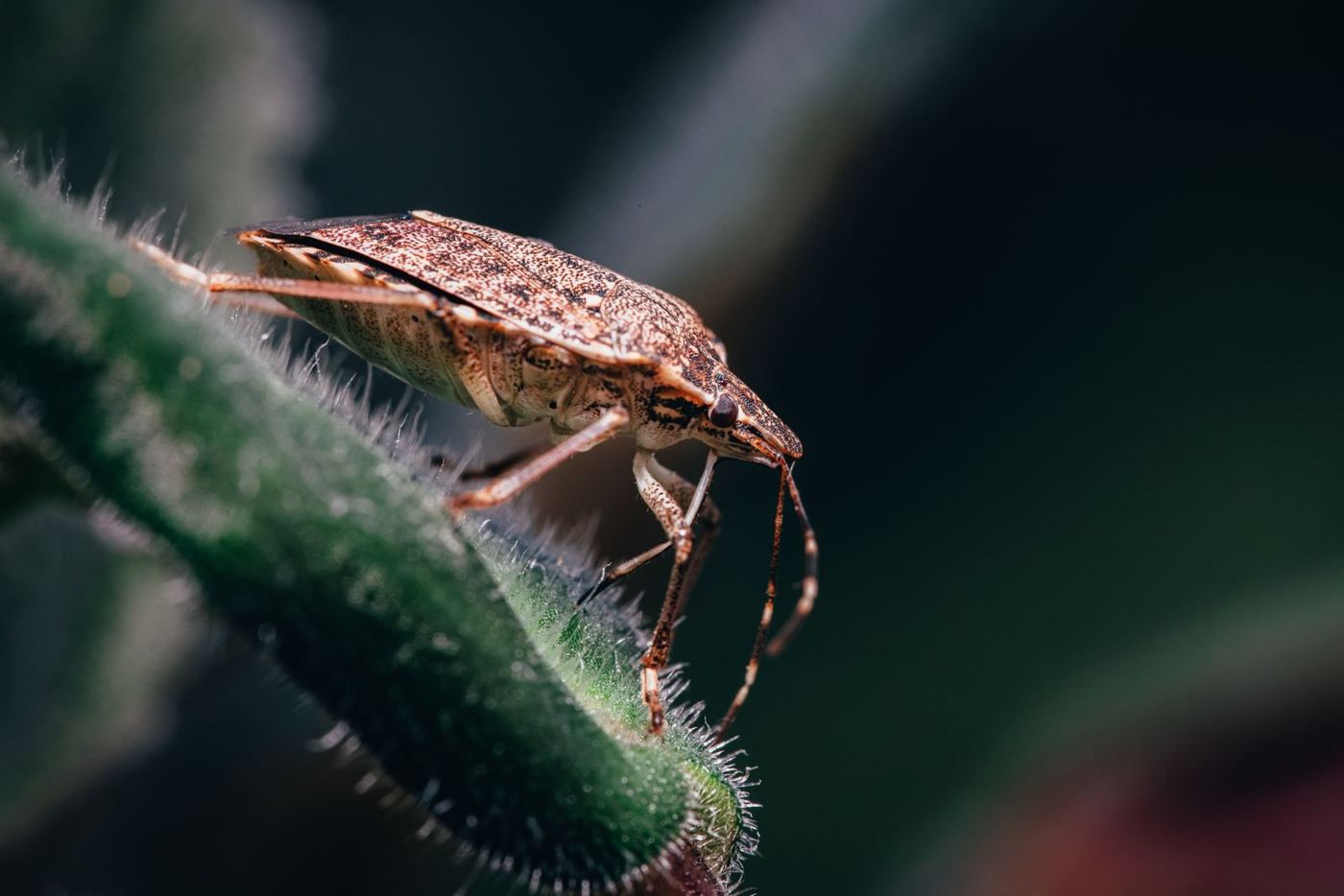 Brown marmorated stink bug on a leaf