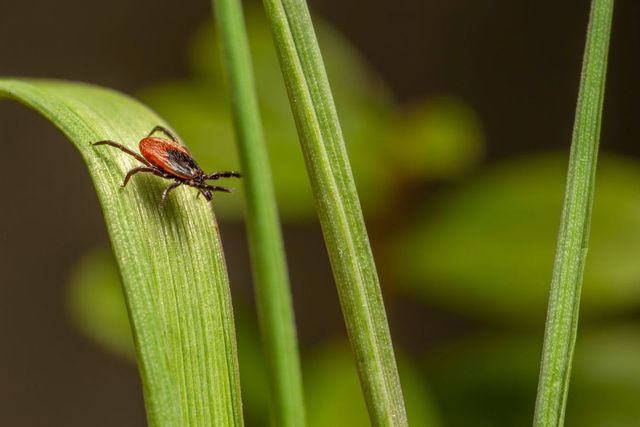 Close-up of a tick on a green leaf