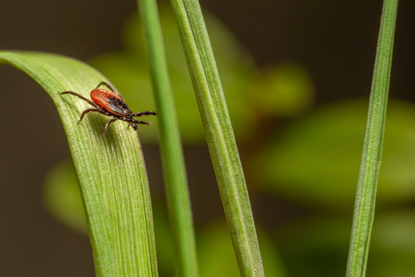 Close-up of a tick on a green leaf