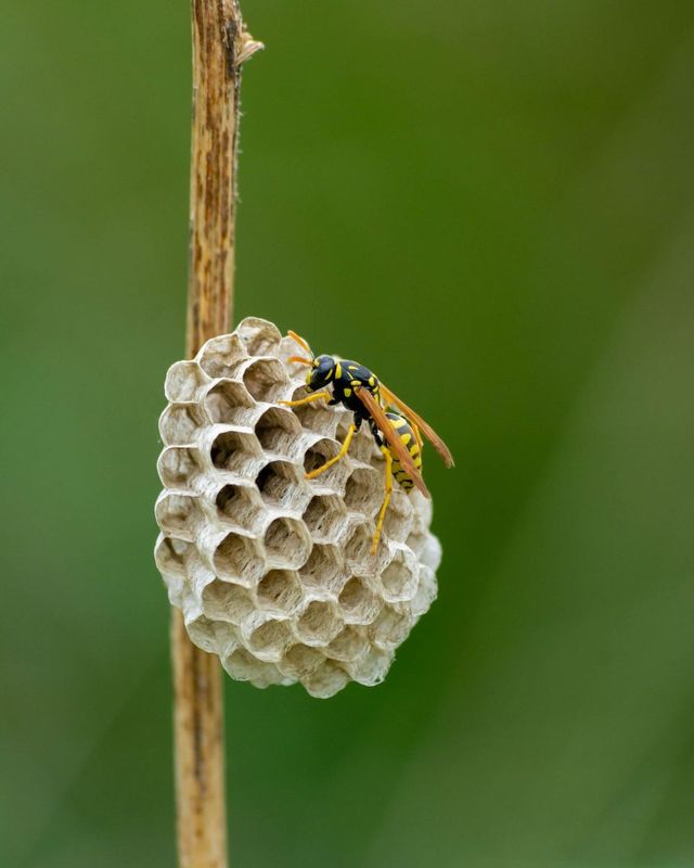 Paper wasp tending its nest