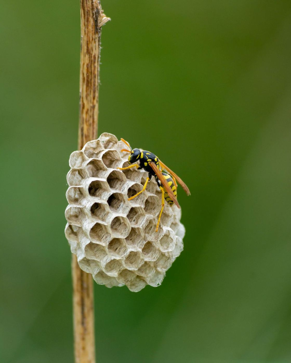 Paper wasp tending its nest